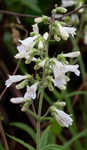 Arkansas beardtongue